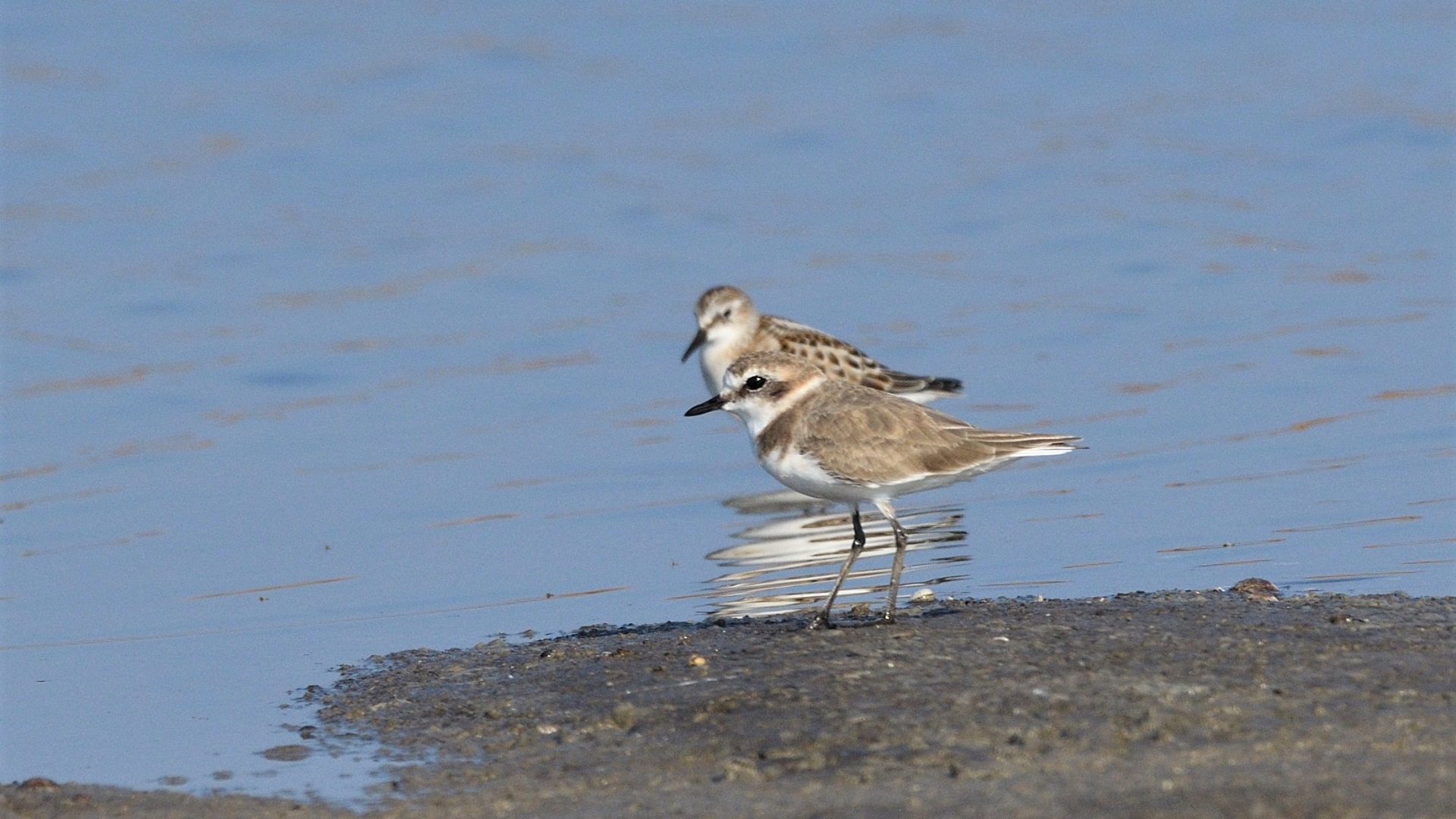 Kentish Plover